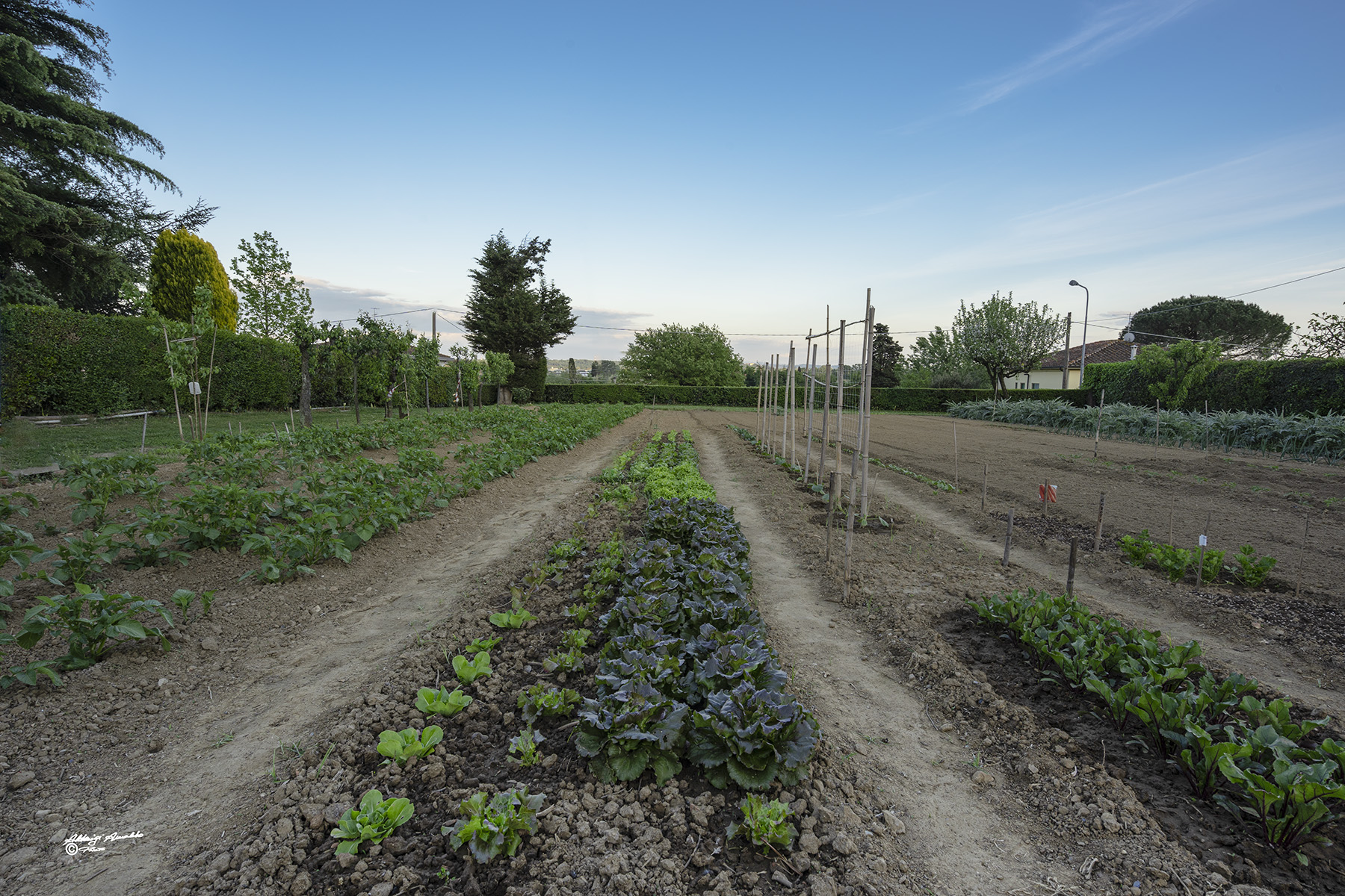 L'orto del Vicino � sempre migliore.. 27-4-2020