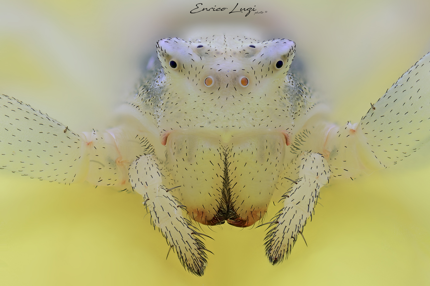 Thomisus onustus (Walckenaer, 1805)