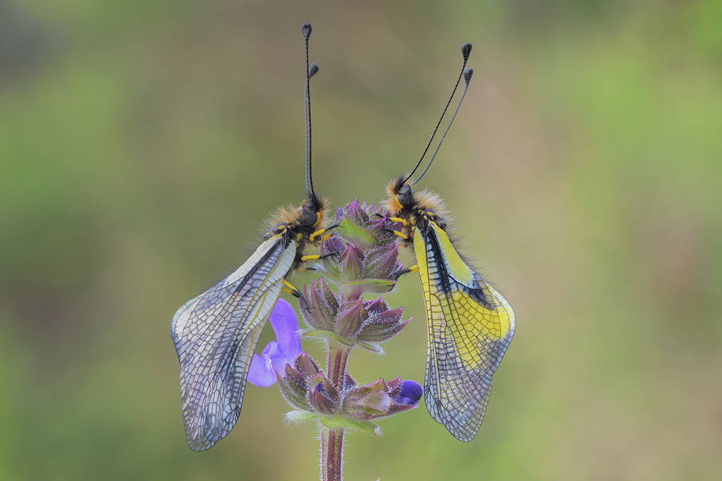 Libelloides lacteus - Libelloides coccajus
