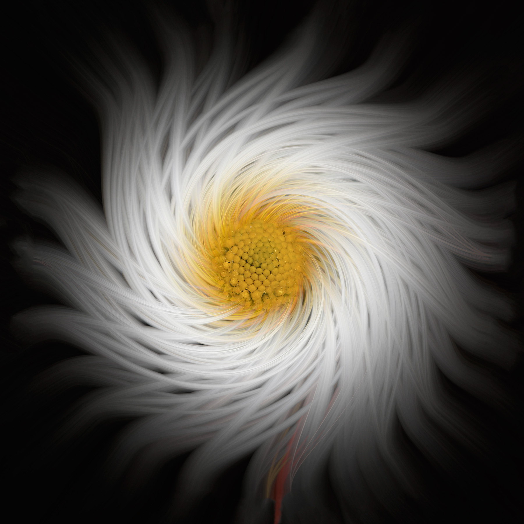 Margherita nel vortice