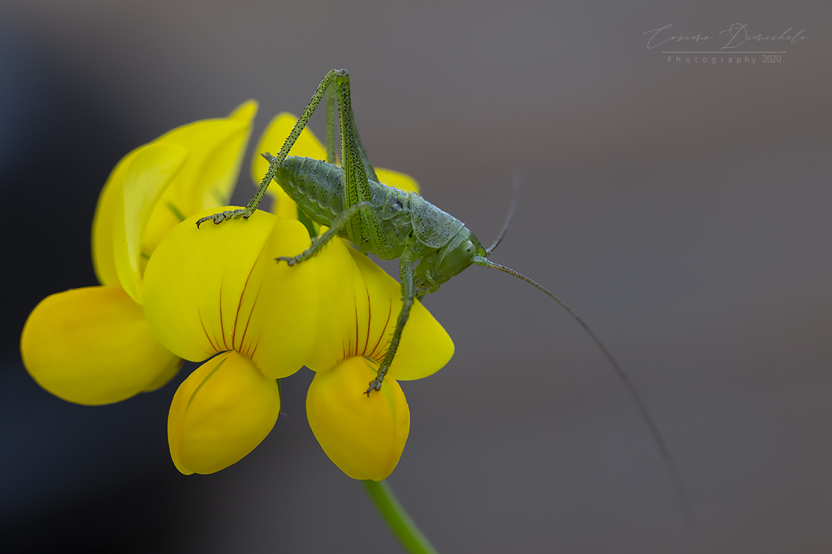 Grillo- Leptophyes punctatissima