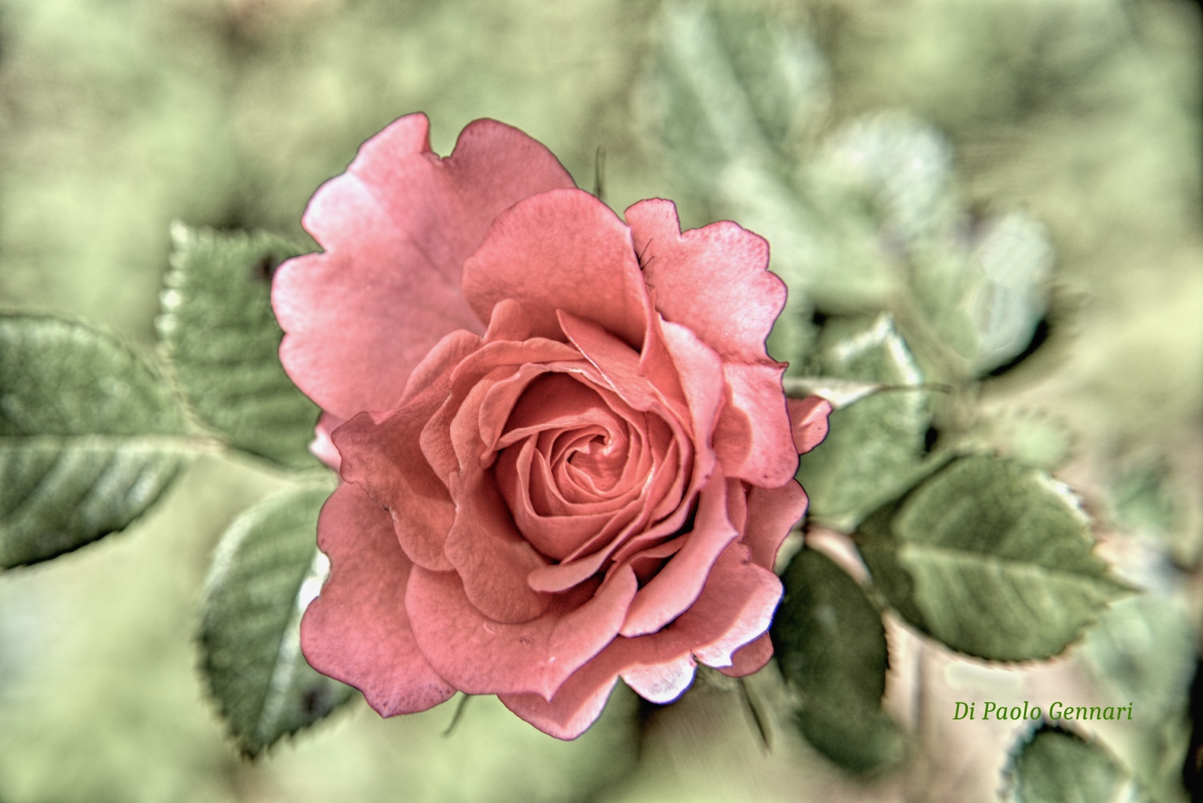 Nel mio Giardino (rosa)