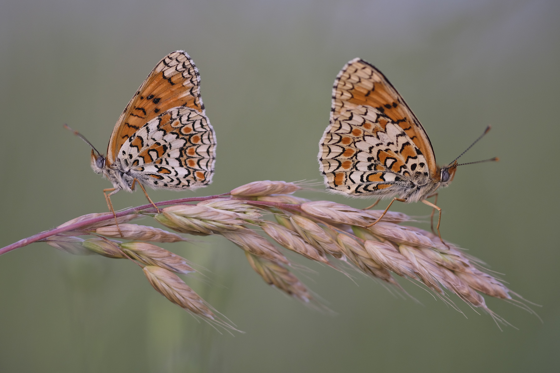 effetto covid - Melitaea didyma