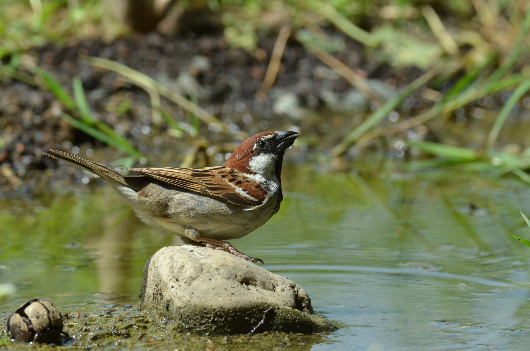 Passero all'abbeveratoio