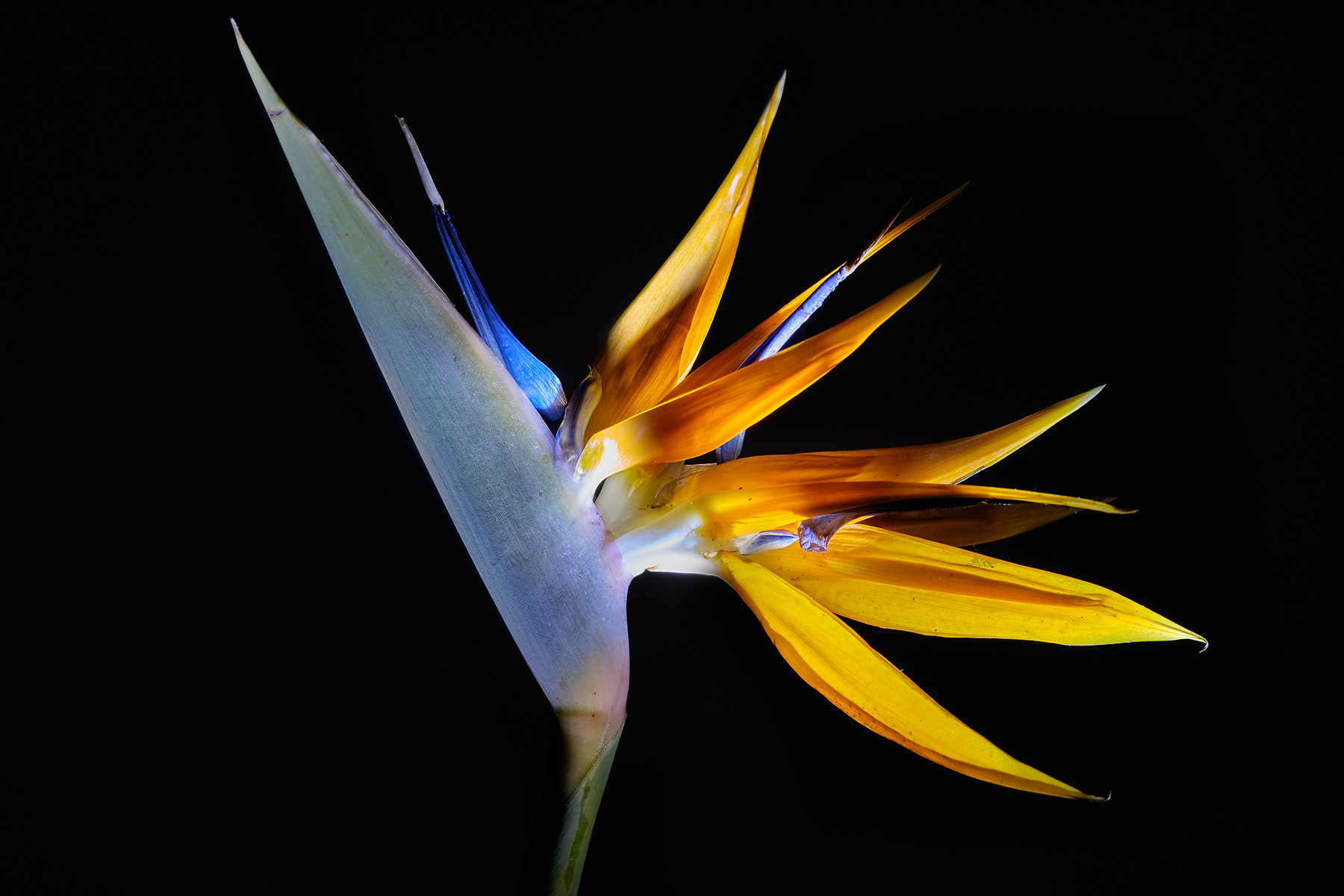 Strelitzia