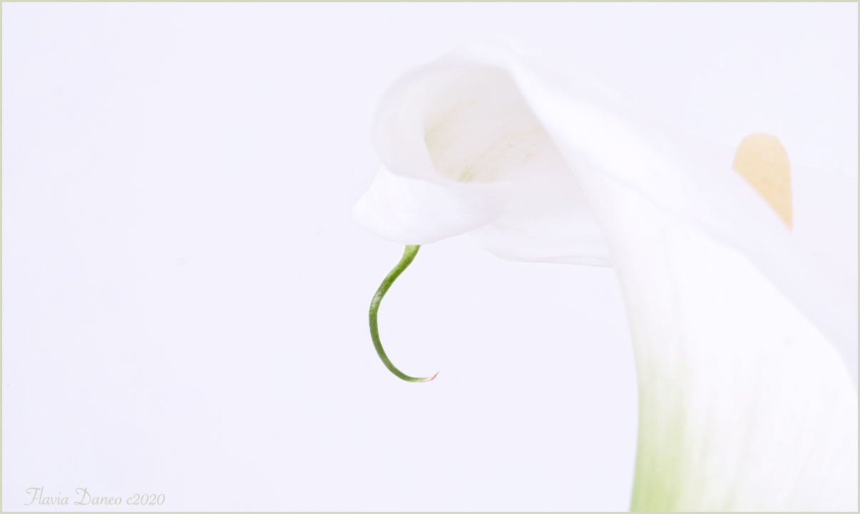 Vezzosit� di calla