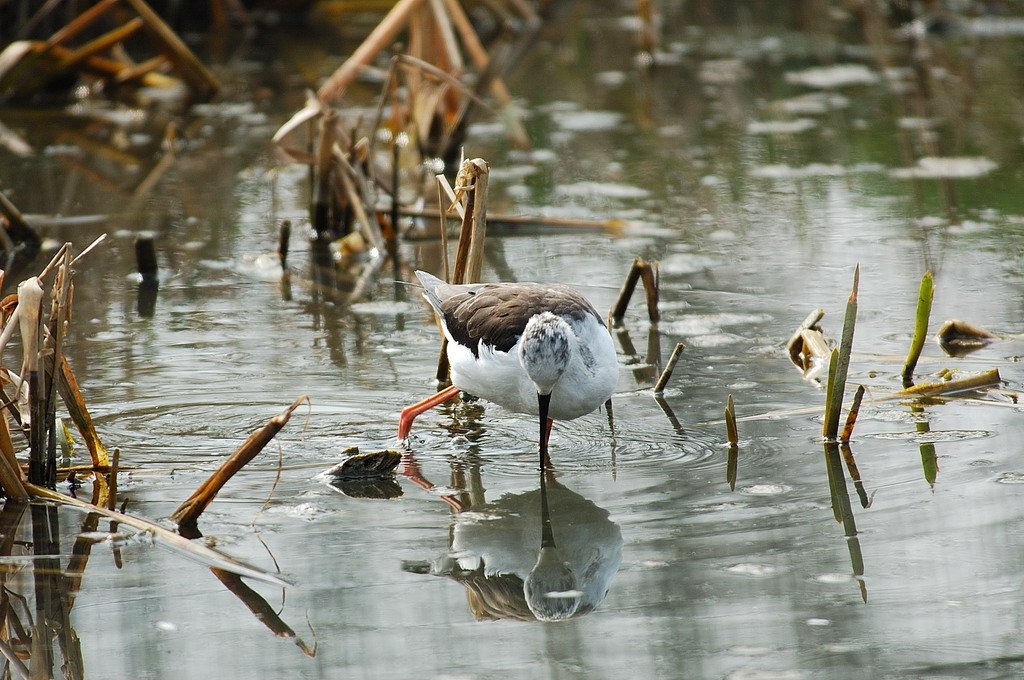 Specchio...chi � il pi� bello del reame!