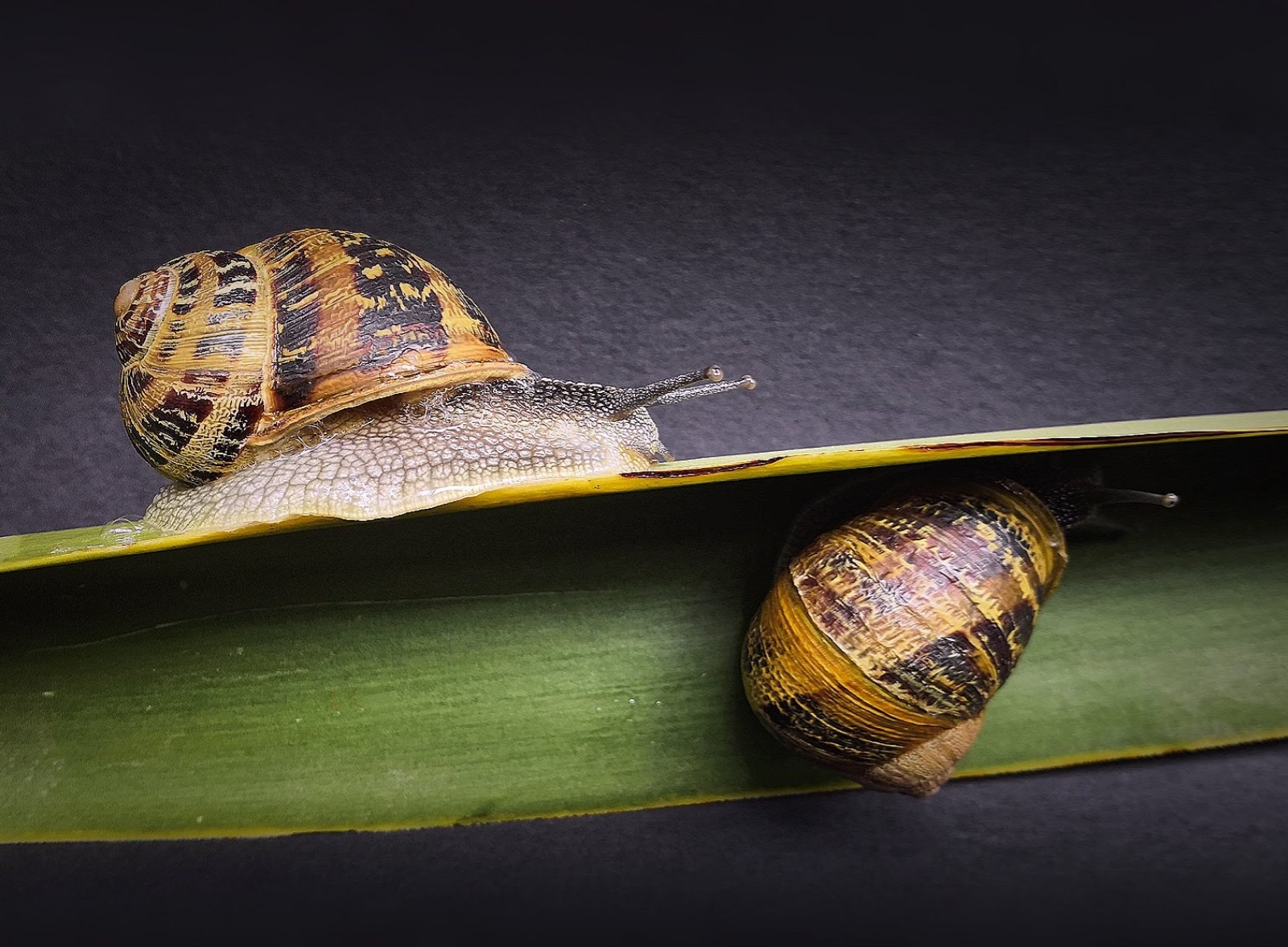 "...28,29,30...Tana!"