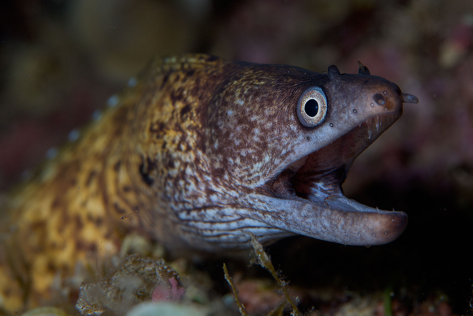 La grinta di ... Helena