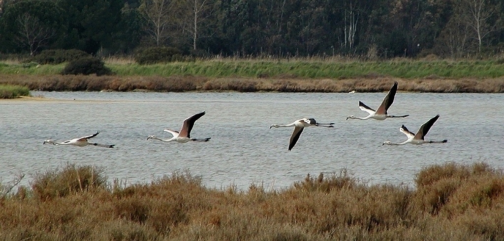 Sorvolando la laguna