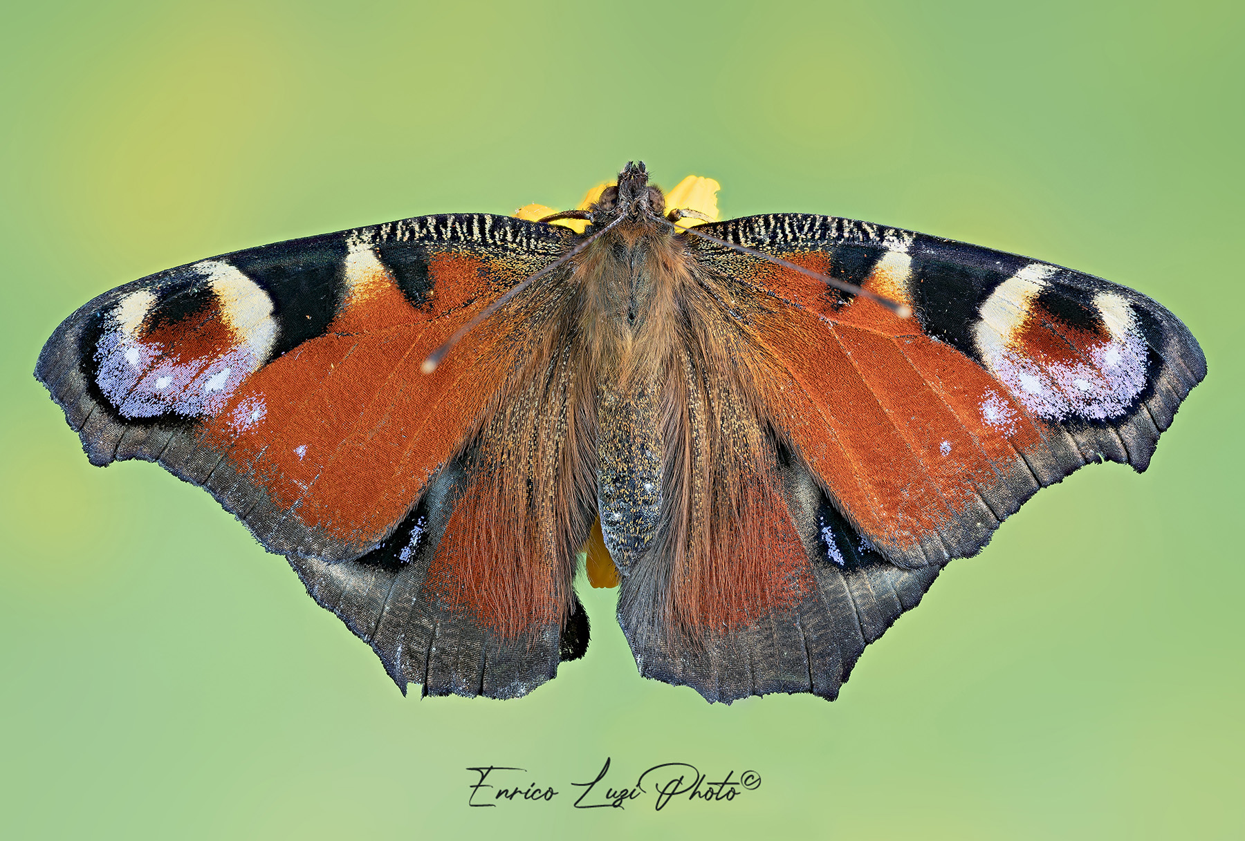 Aglais io (Linneaus, 1758)