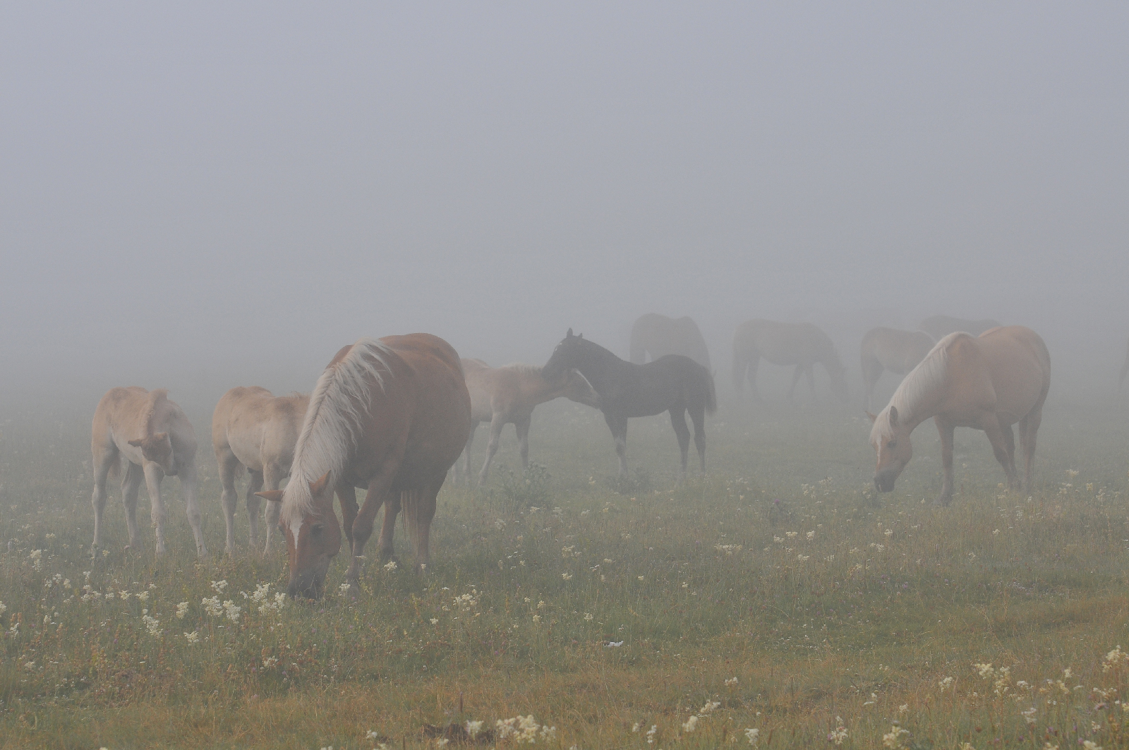 Alba a Castelluccio cavalli al pascolo ....