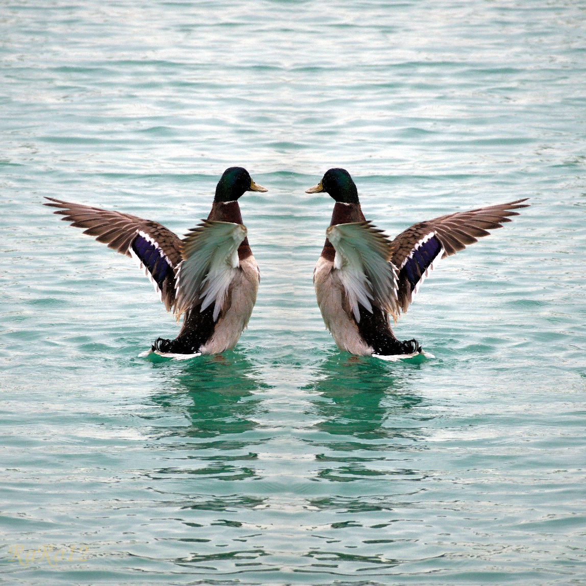 Convergenza di opinioni