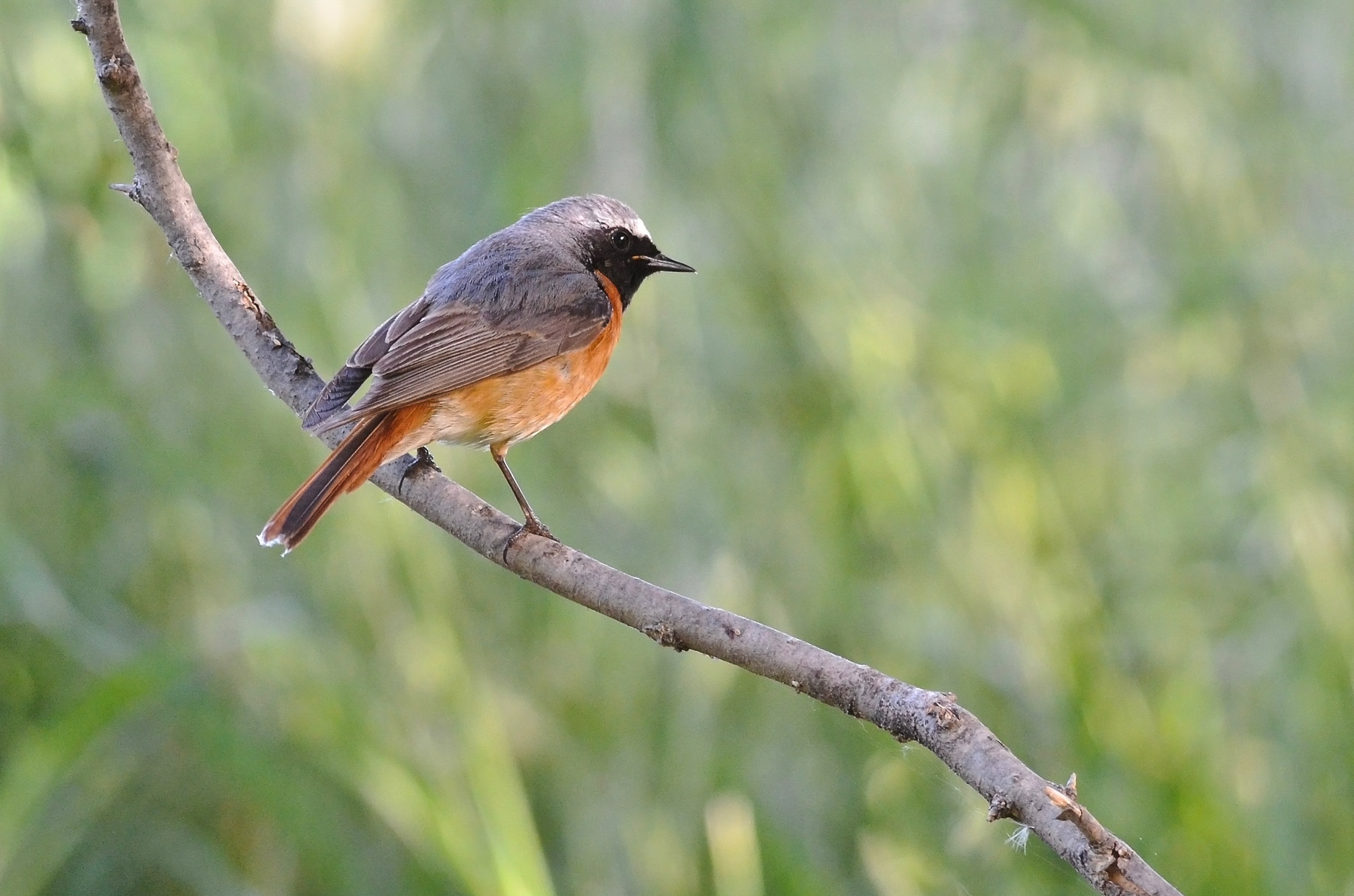 Maschio di codirosso comune