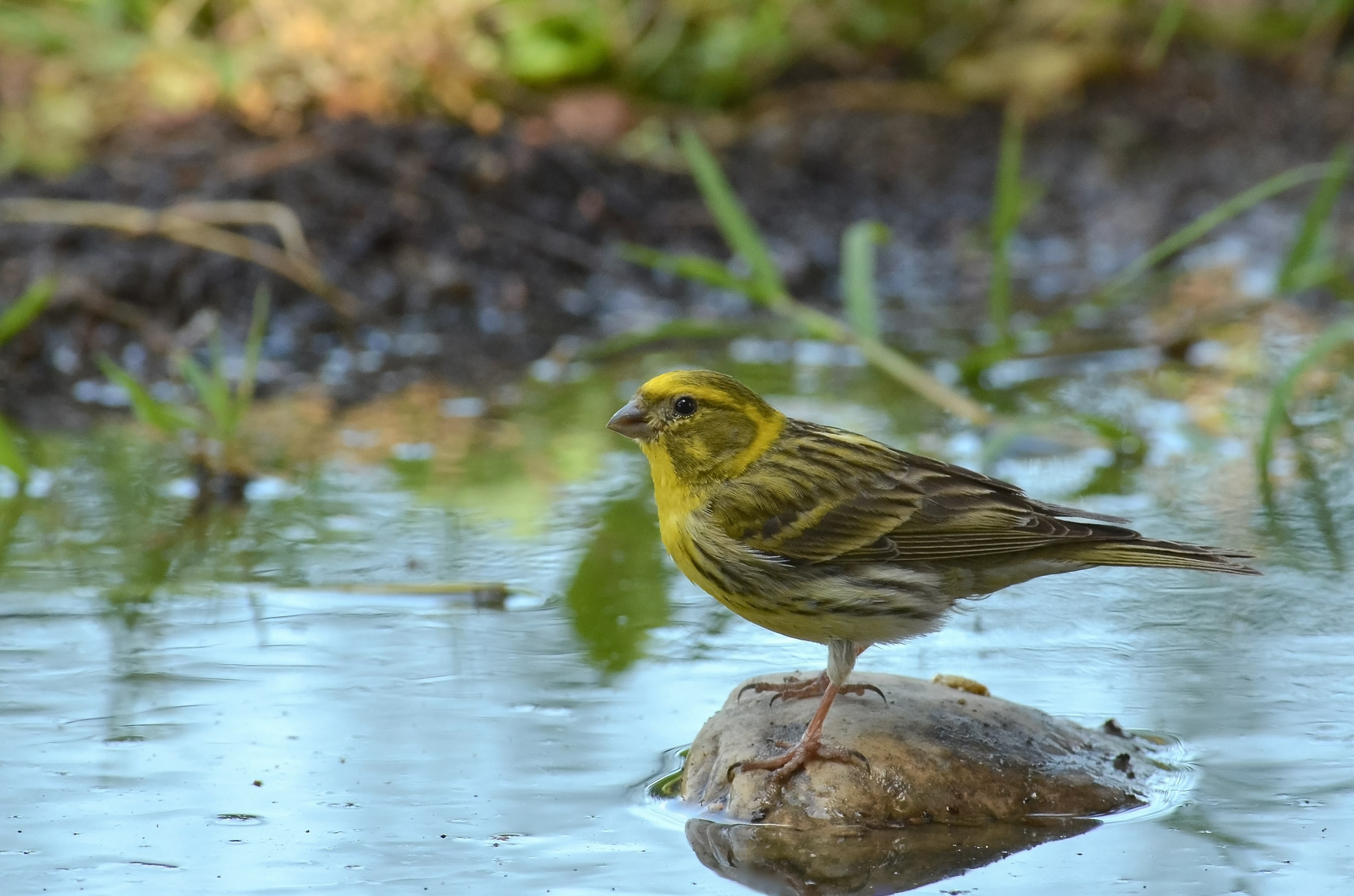 Verzellino all'abbeverata