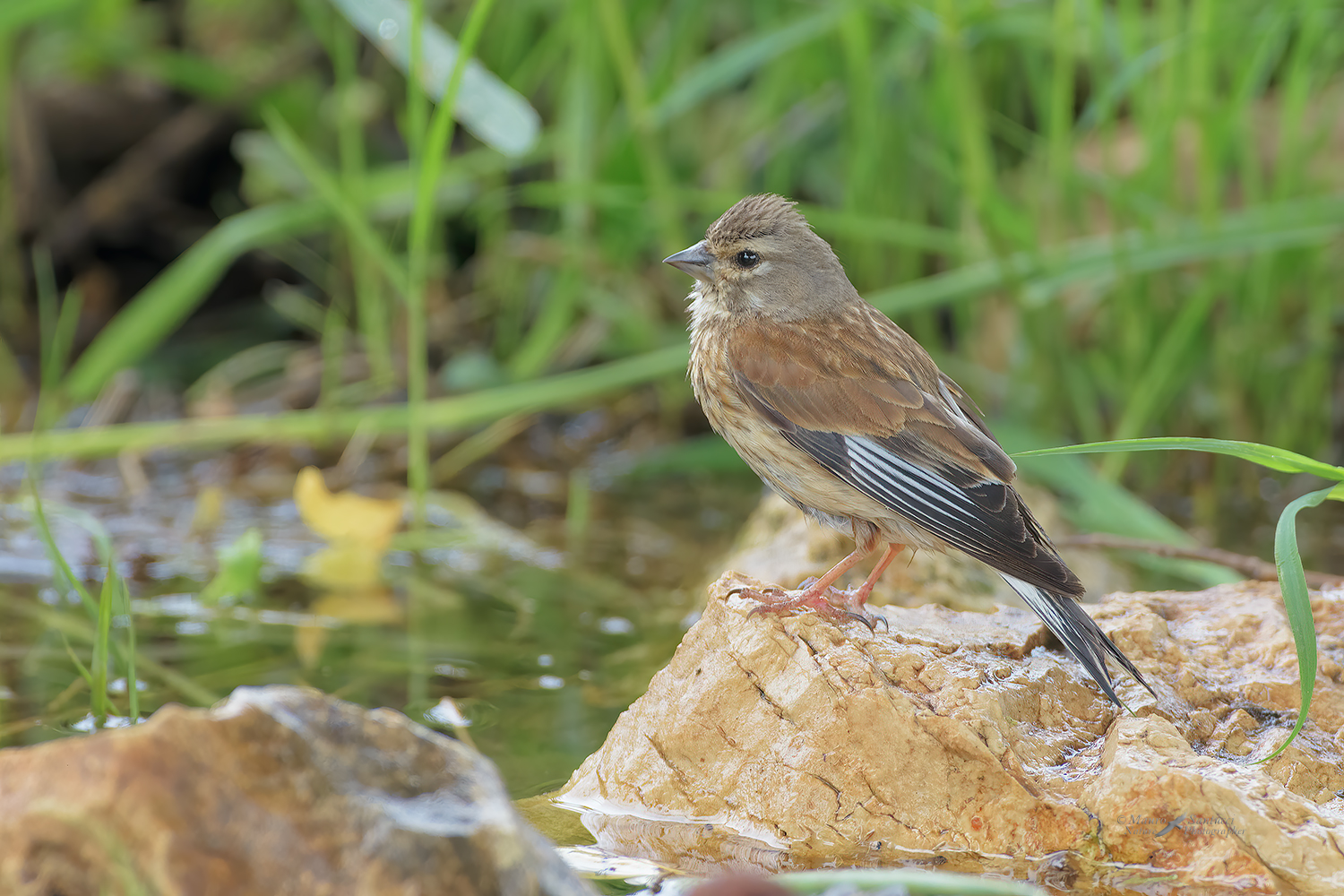 Fanello-femmina_DSC2134