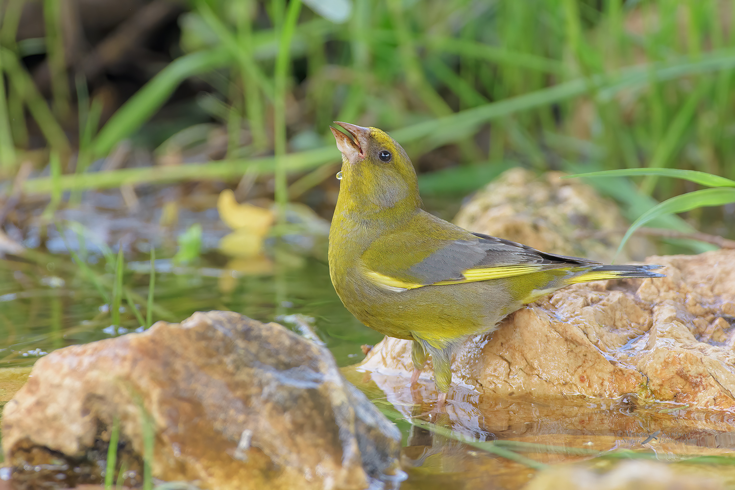 Verdone-in-abbeverata_DSC1990