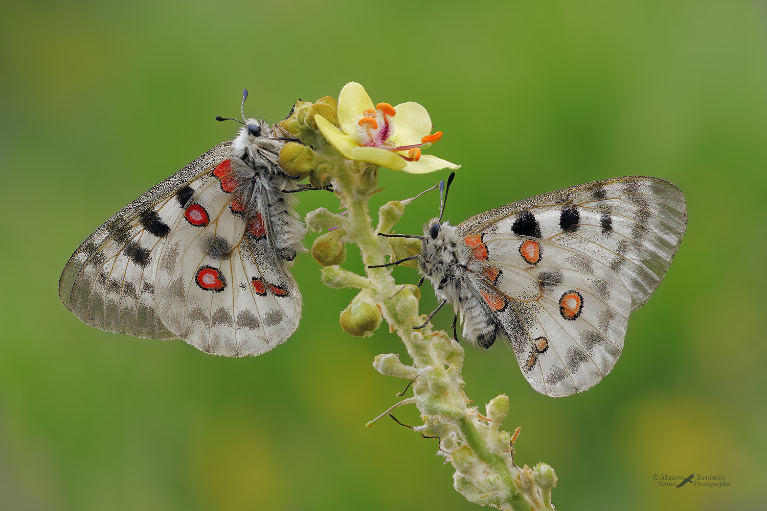 Double-apollo_DSC8322