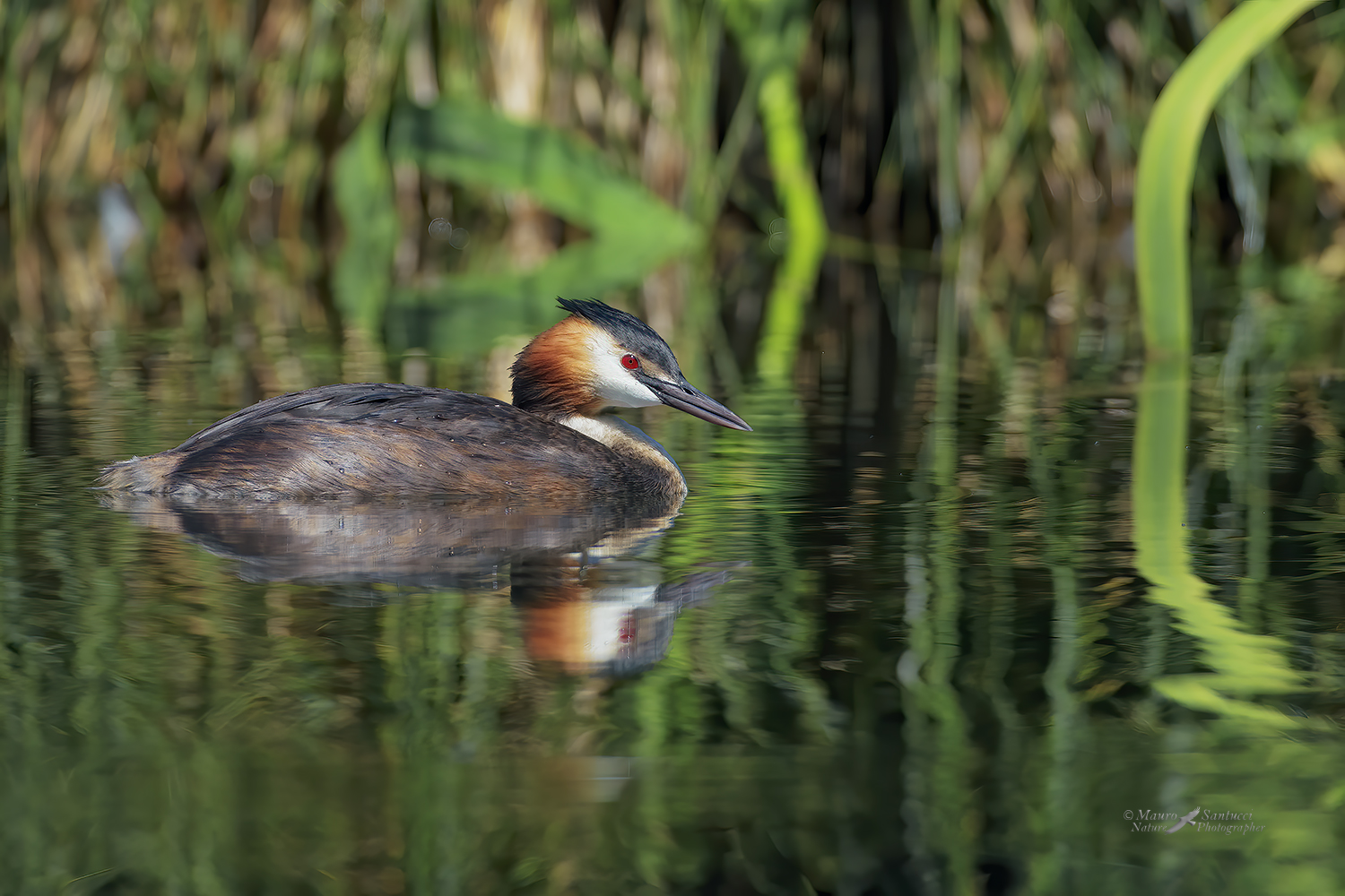 Svasso-maggiore_DSC4498