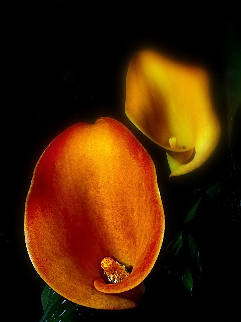 *** Voce del verbo callare ***