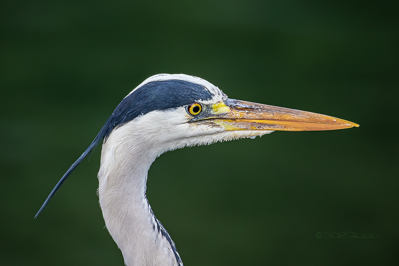 Airone cenerino-ritratto