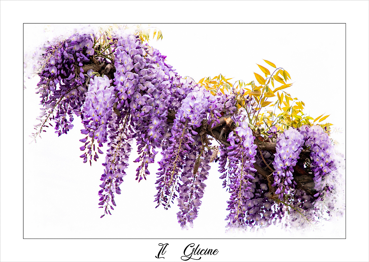 Il glicine