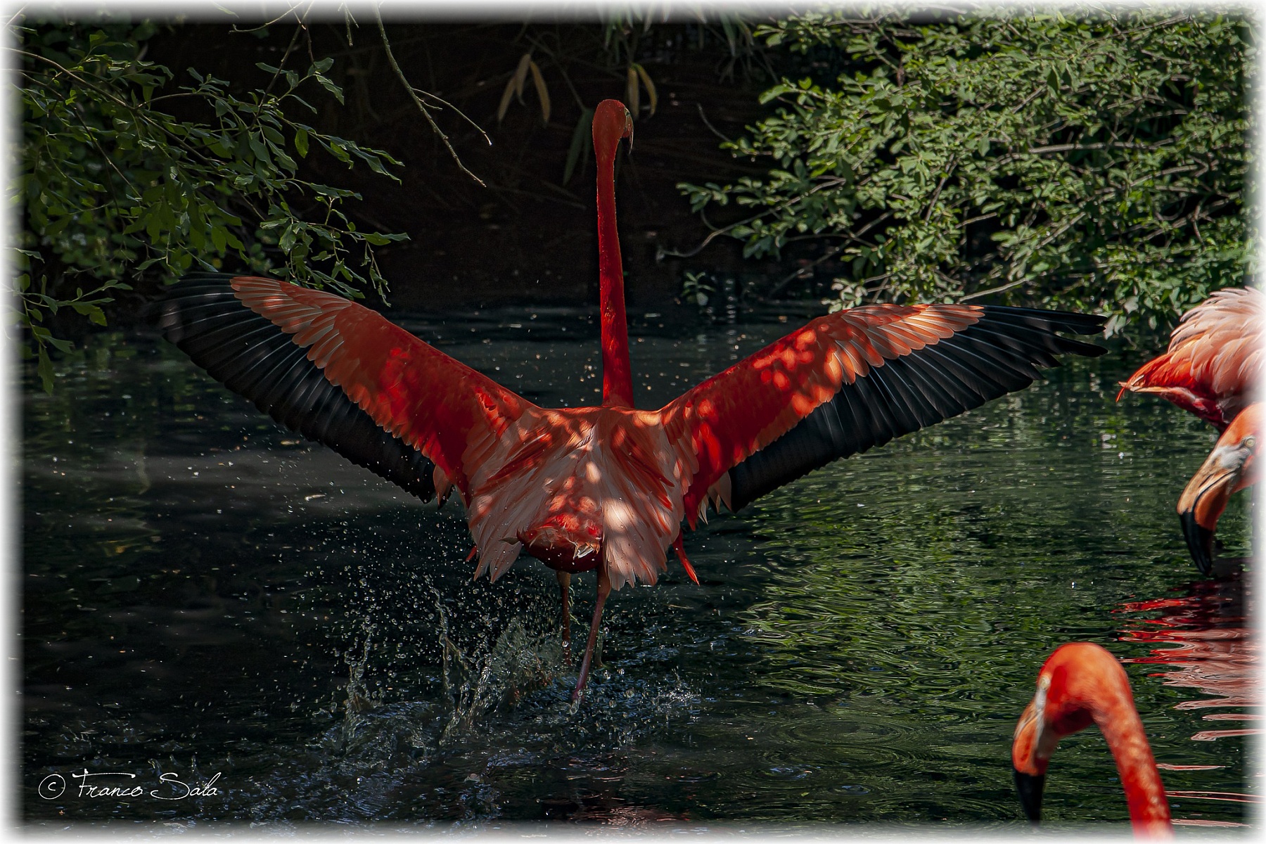 PHOENICOPTERUS RUBER