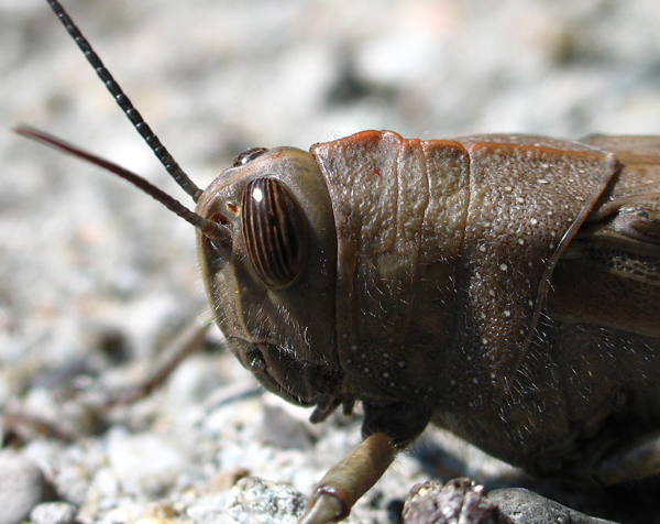 Una bella cavalletta
