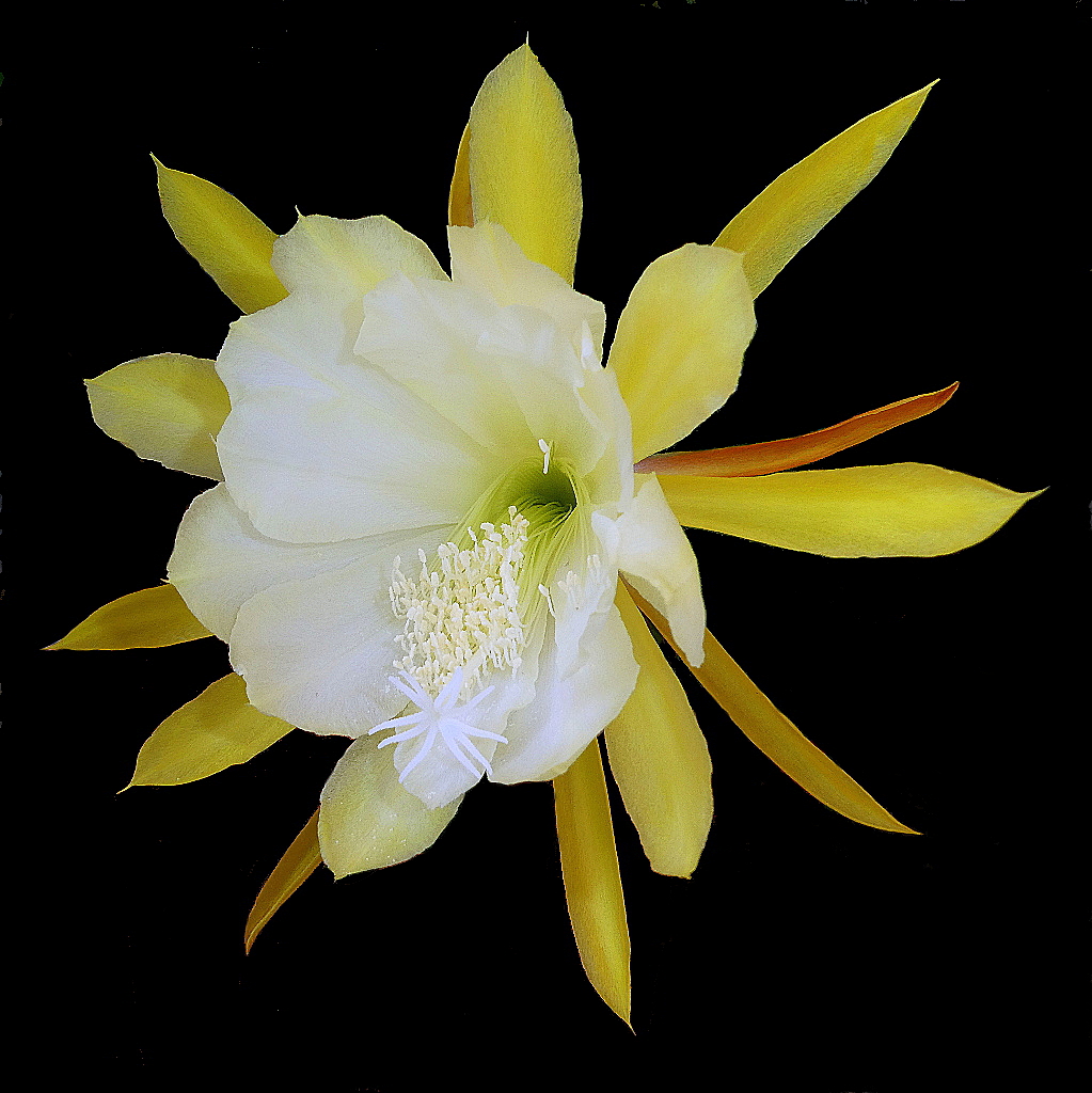 *** Capolavoro della natura ***