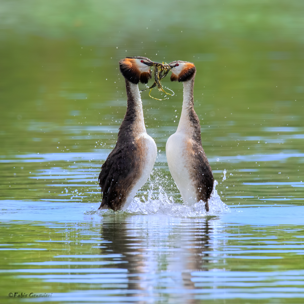 Svassi Maggiori in parata