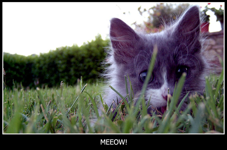 meeeow!