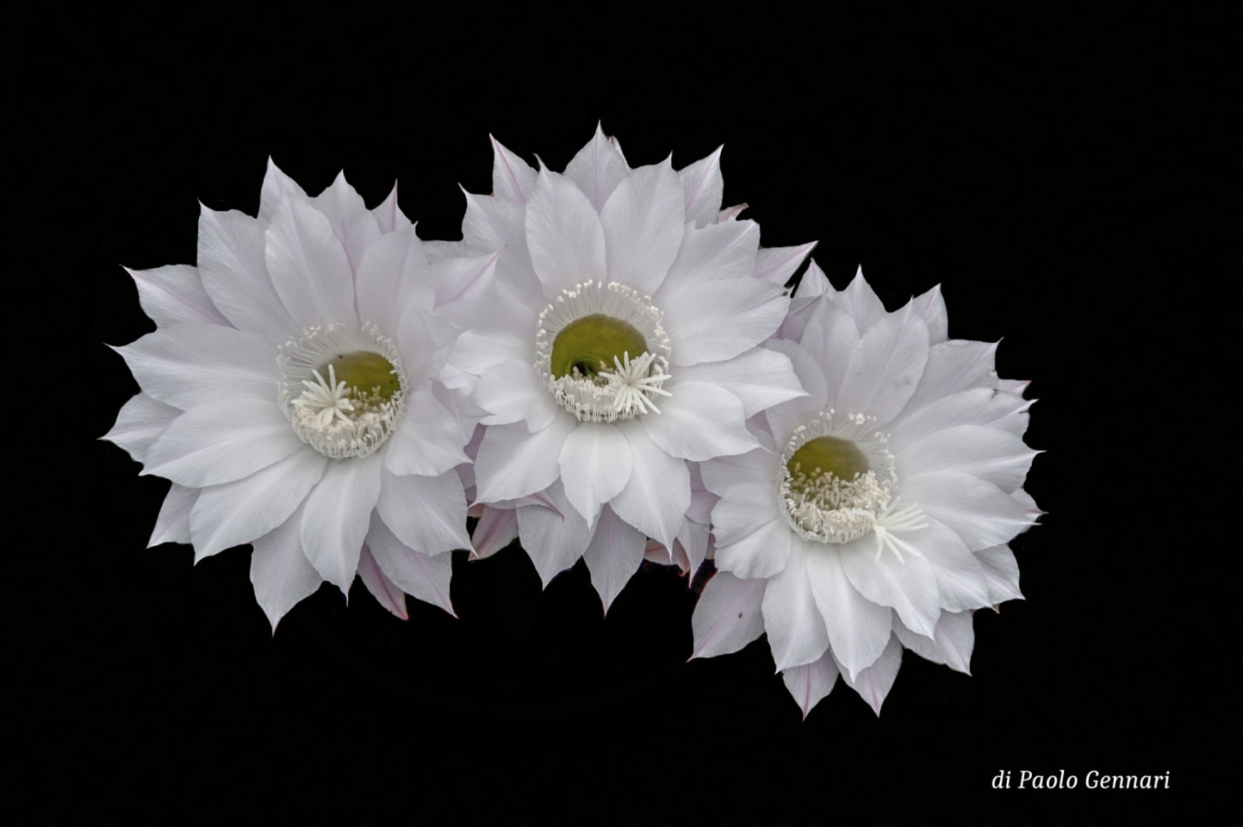 Il fiore di un giorno