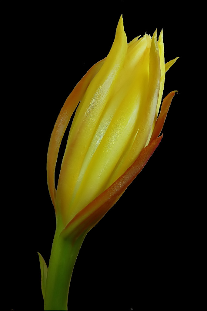 *** Il bocciolo del capolavoro ***