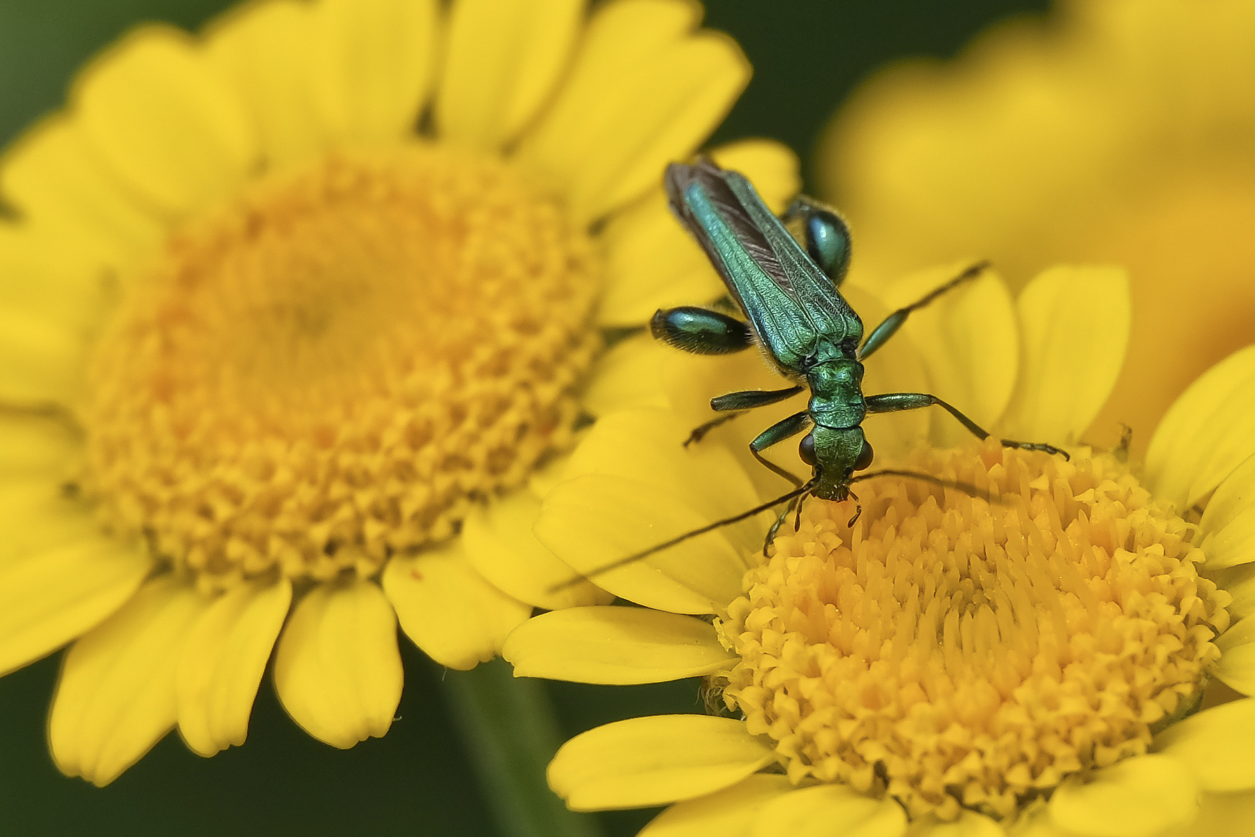 Oedemera nobilis