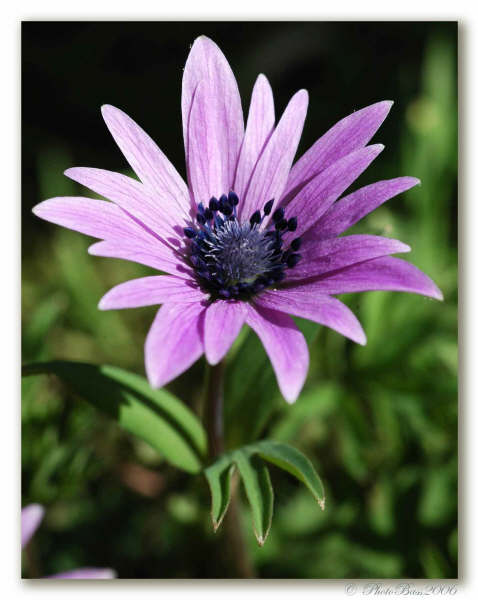 Fiori dal mio giardino #2