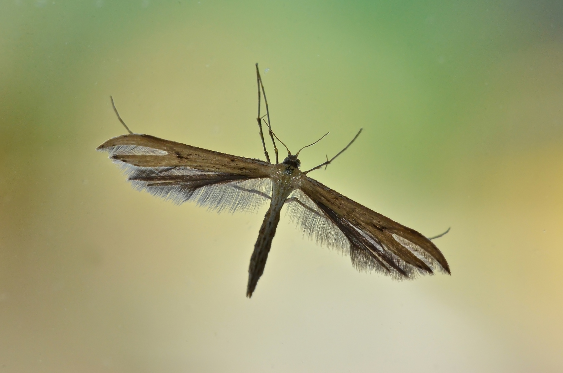 Falena pentadactyla
