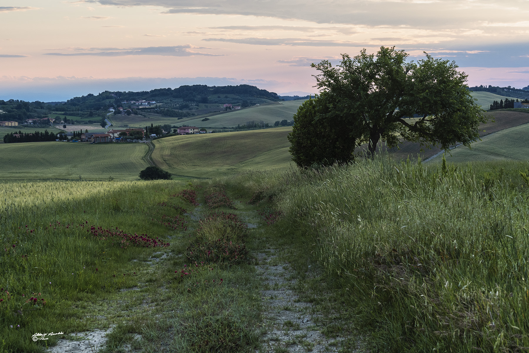La stradina nella Campagna. 23