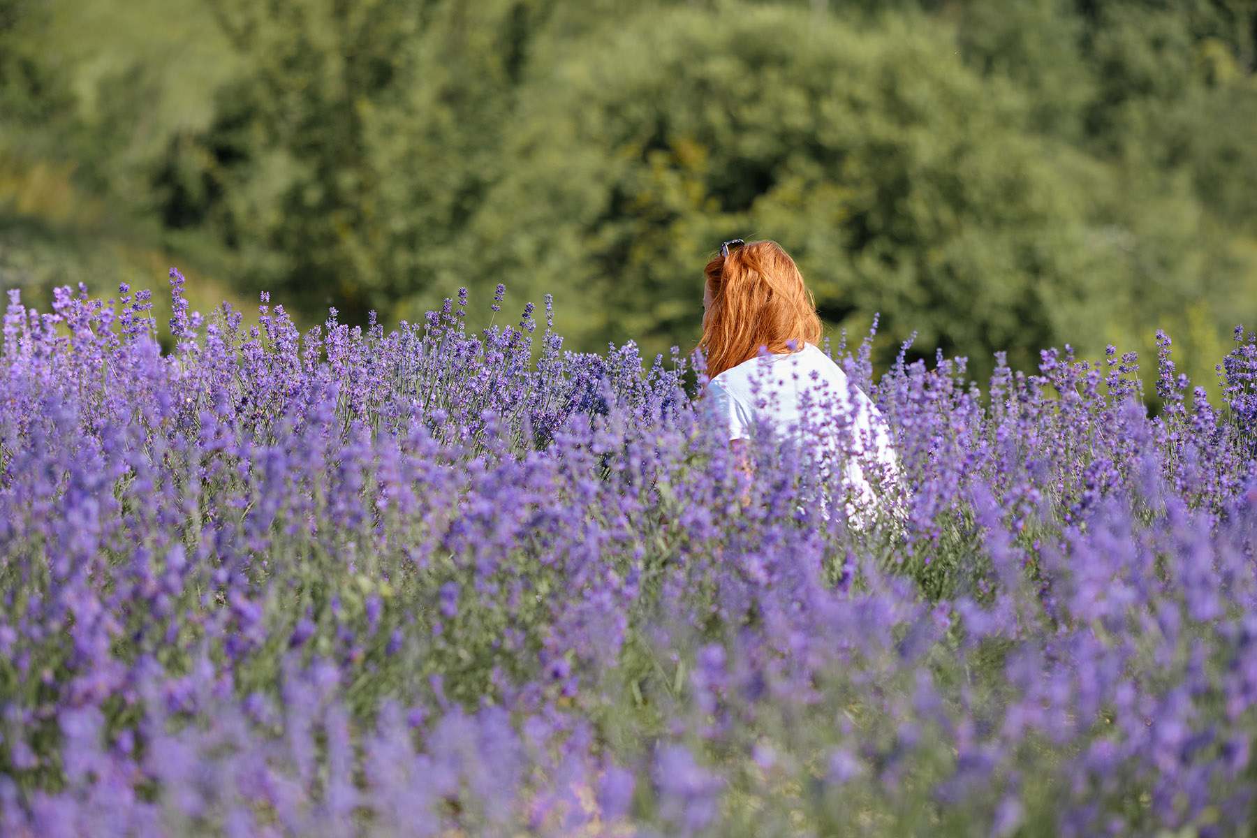 Rosso nella lavanda