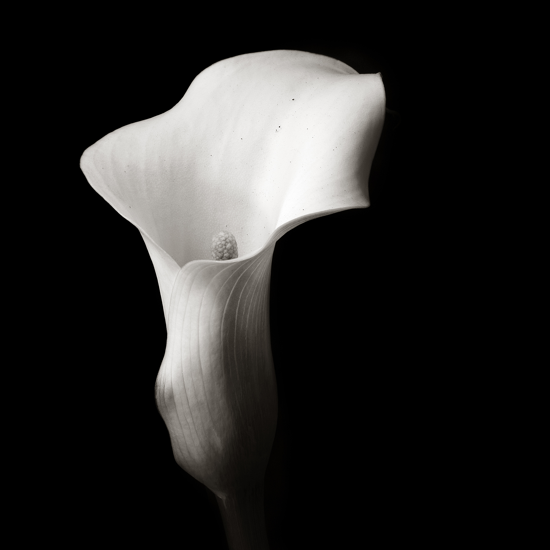 Calla