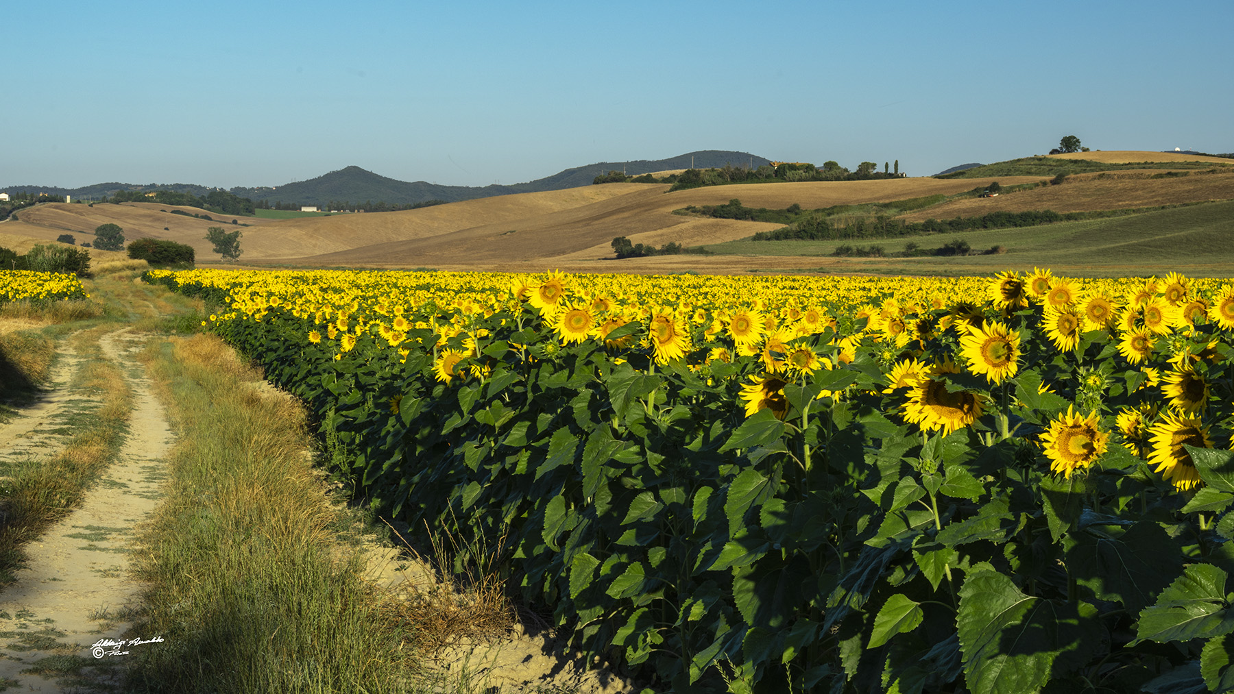 Tra i campi di girasoli al mattino..