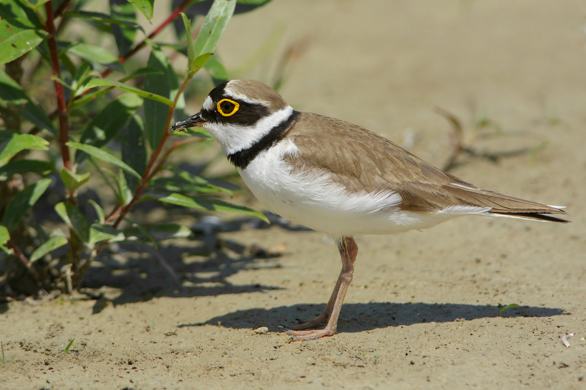Corriere piccolo  (Charadrius dubius)
