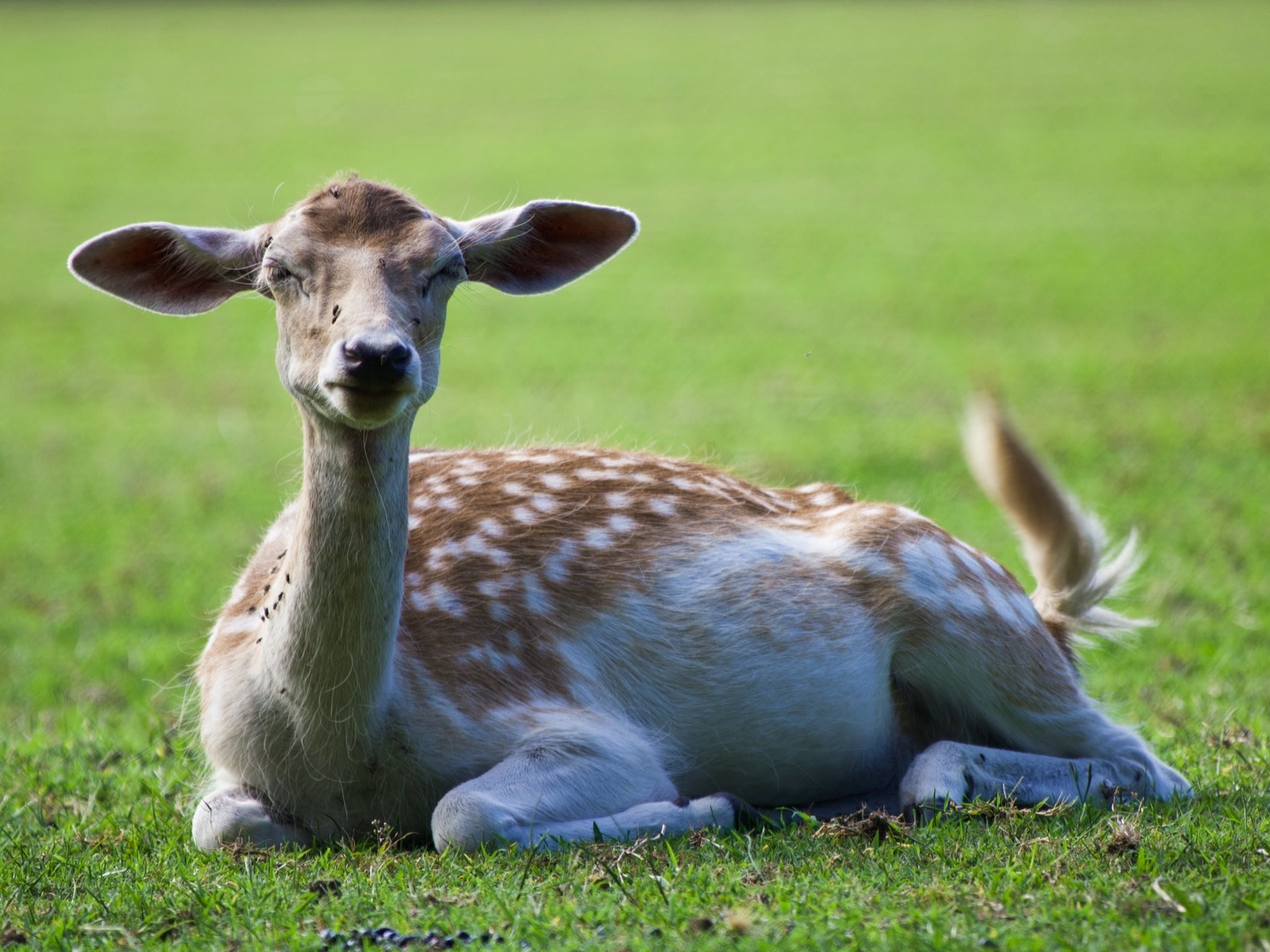 || Meritato Riposo ||