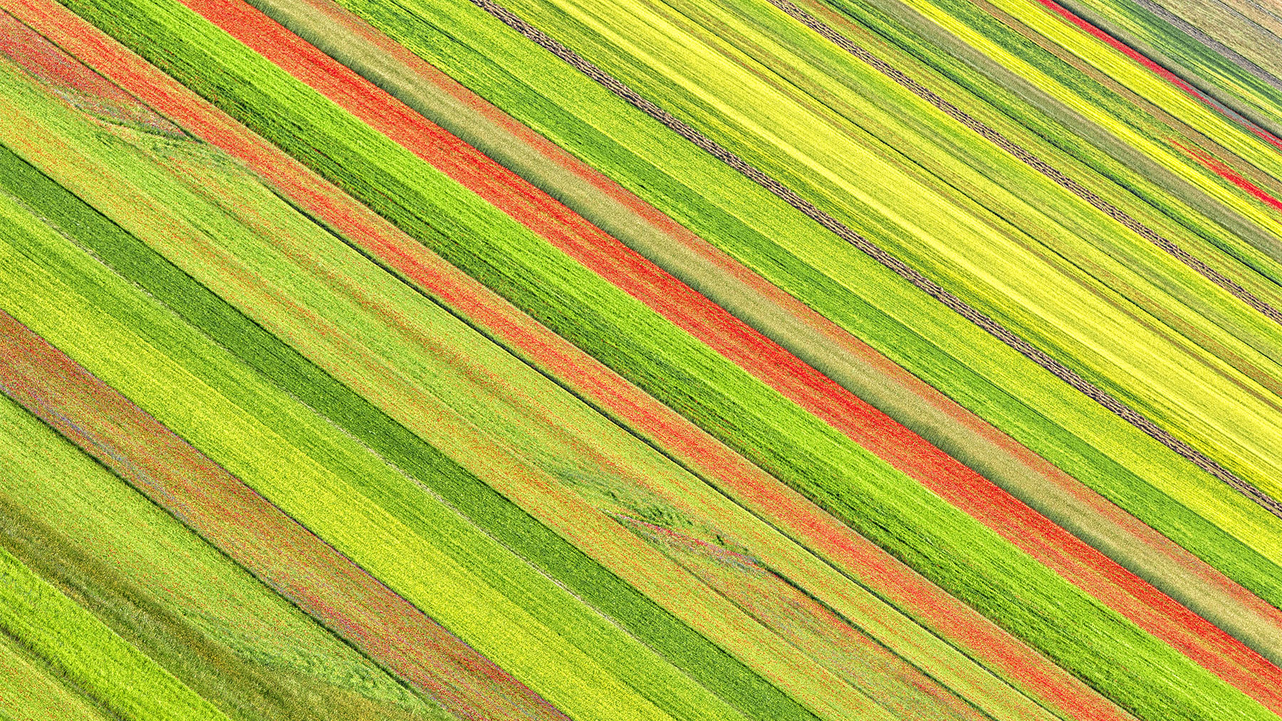 Obliqui parallelismi