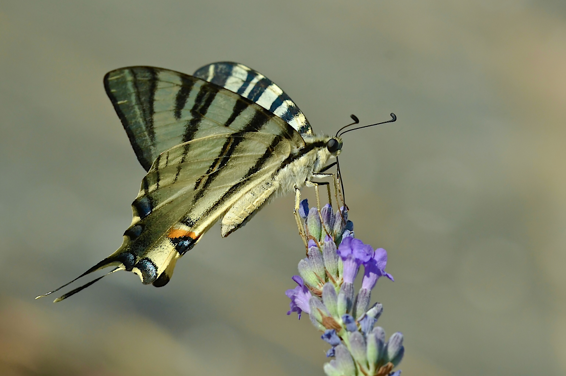 Podalirio in alimentazione