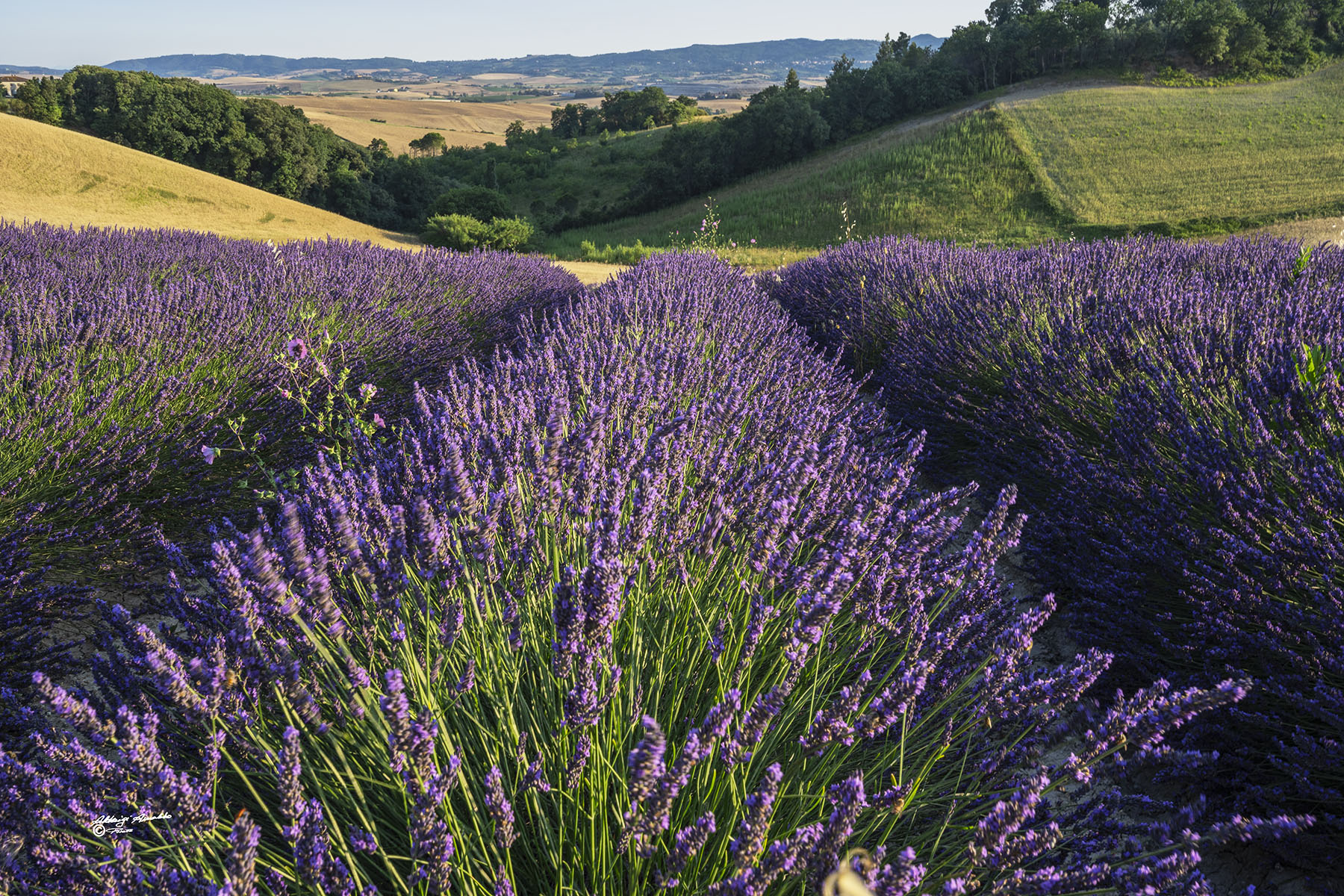 Lavanda..