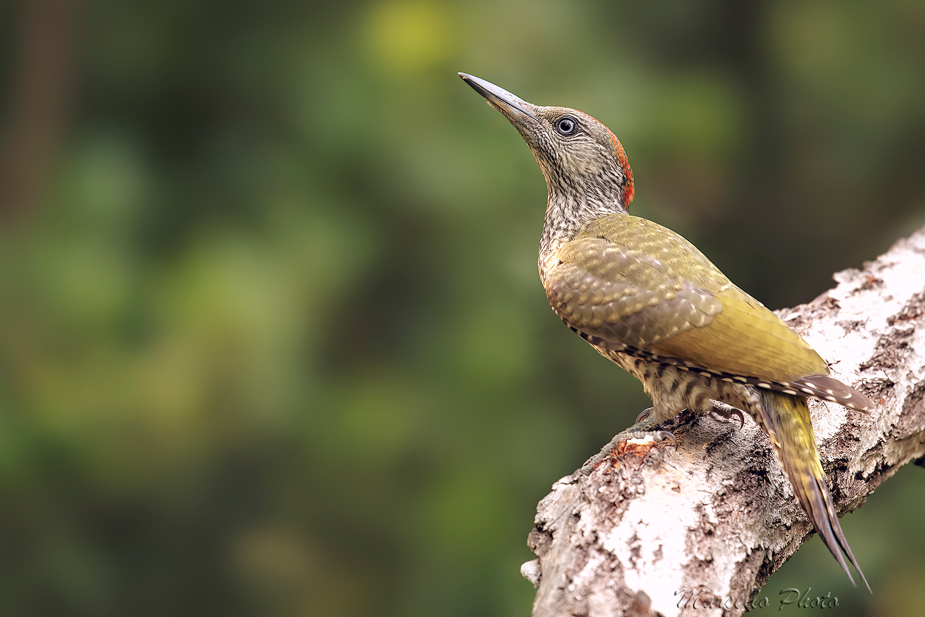 Il mio miglior profilo....Picchio verde juve♀