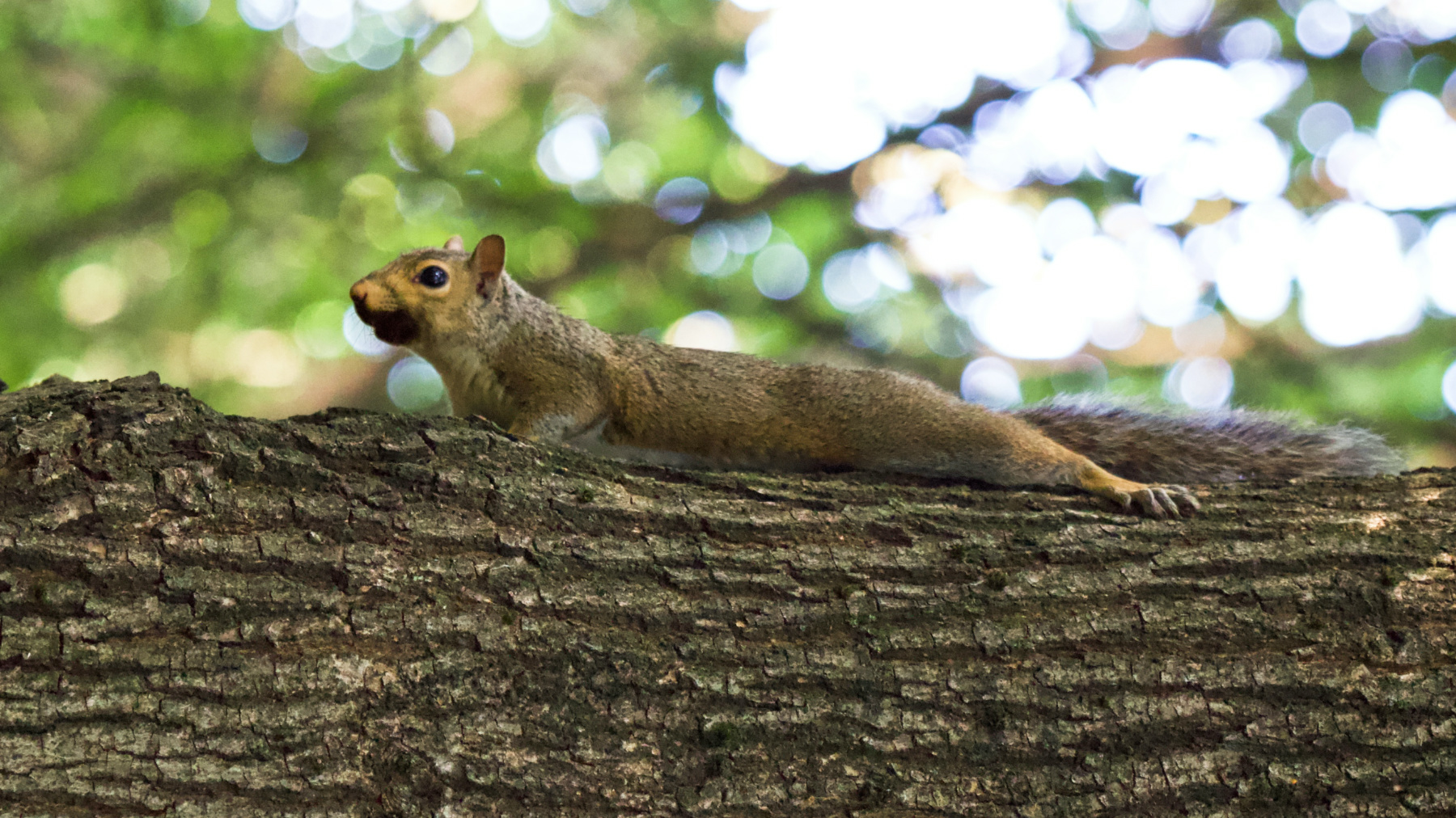 || Disteso al sole ||