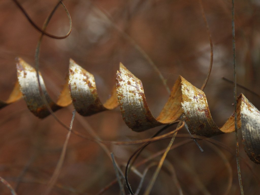 Riccioli... di ferro