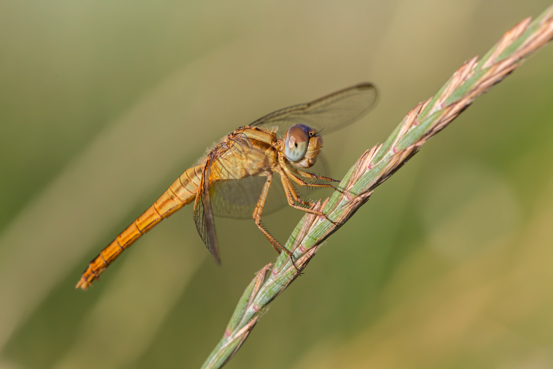 Sympetrum