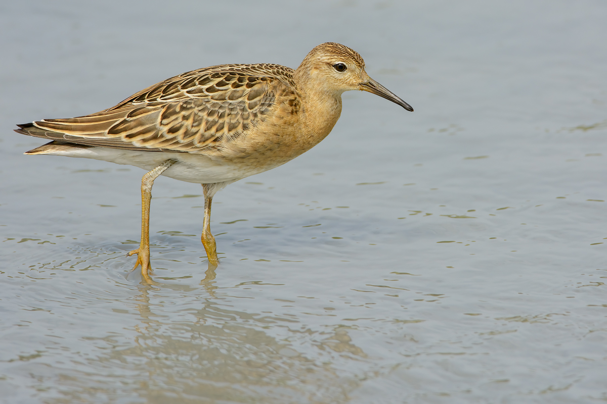Combattente (Philomachus pugnax)
